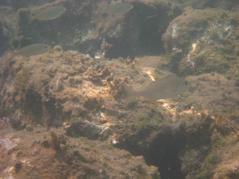 pescetto da riconoscere (Pomadasys incisus)